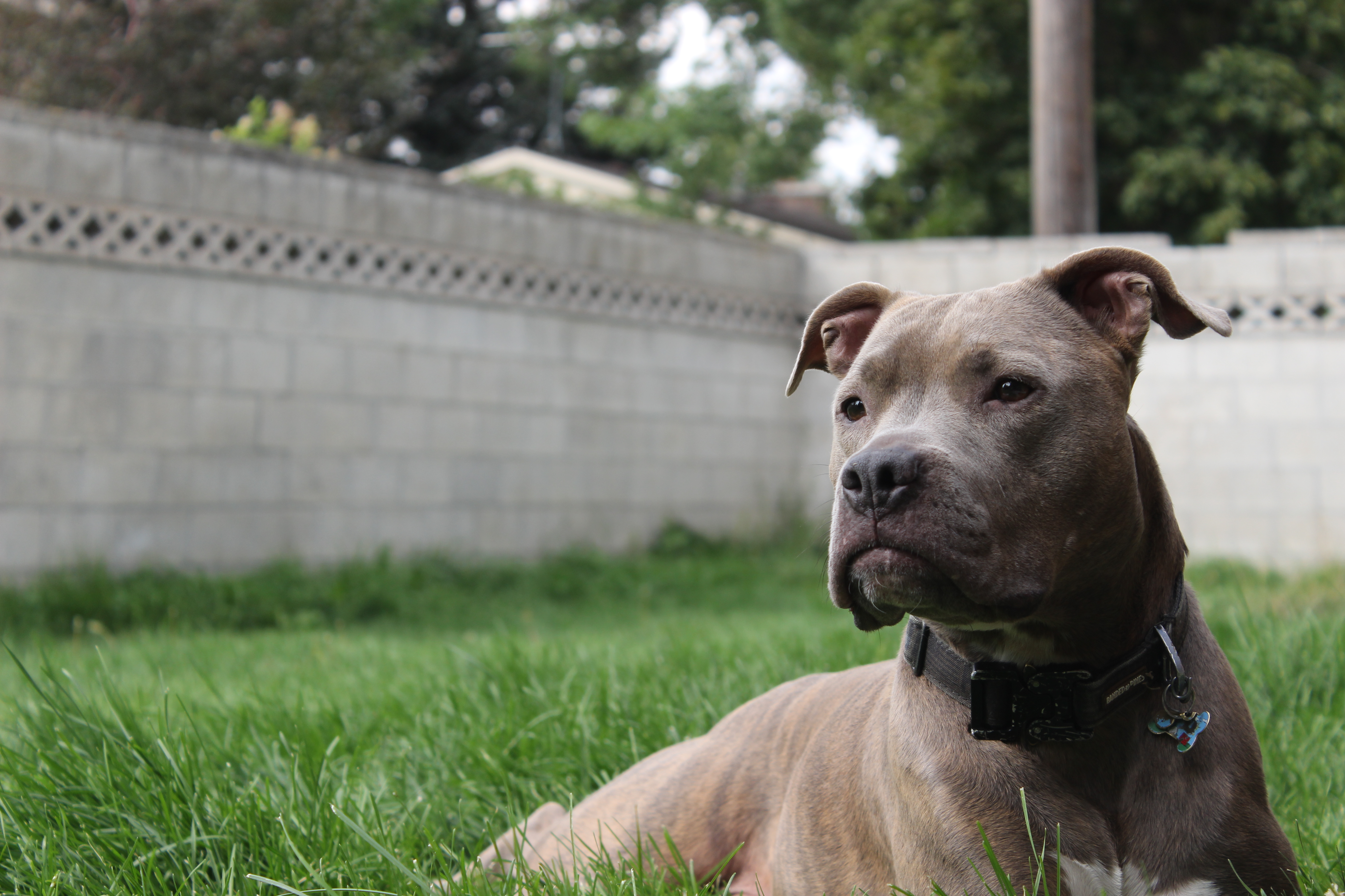 Gray Pit Bull